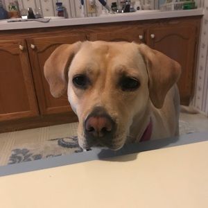 Meet your Posher, Anna